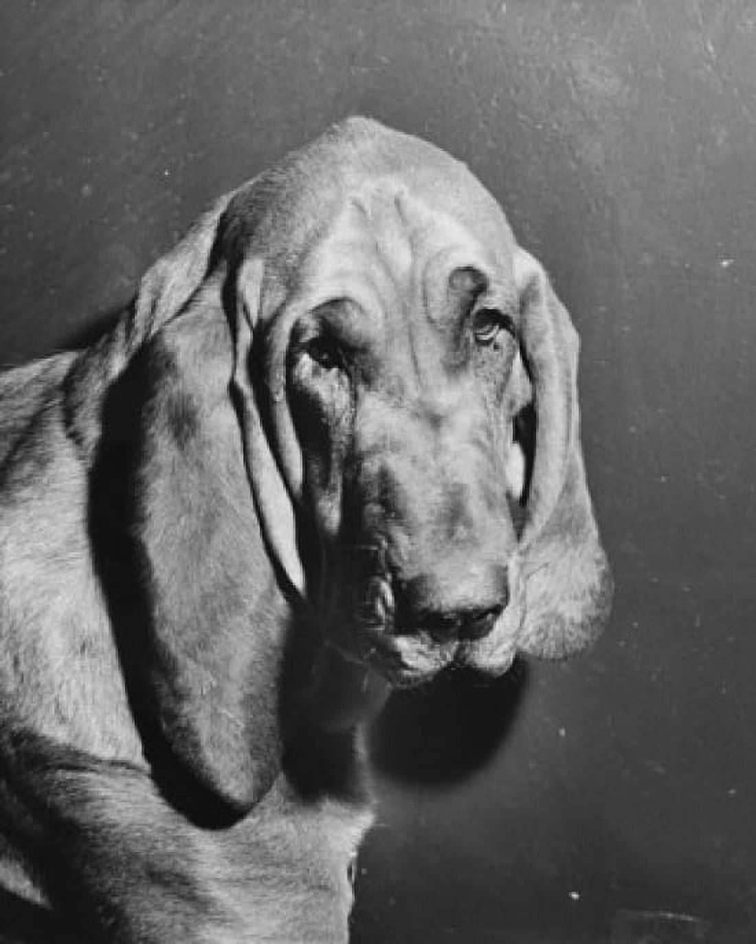 Close-up of a bloodhound Canvas Art - (18 x 24)