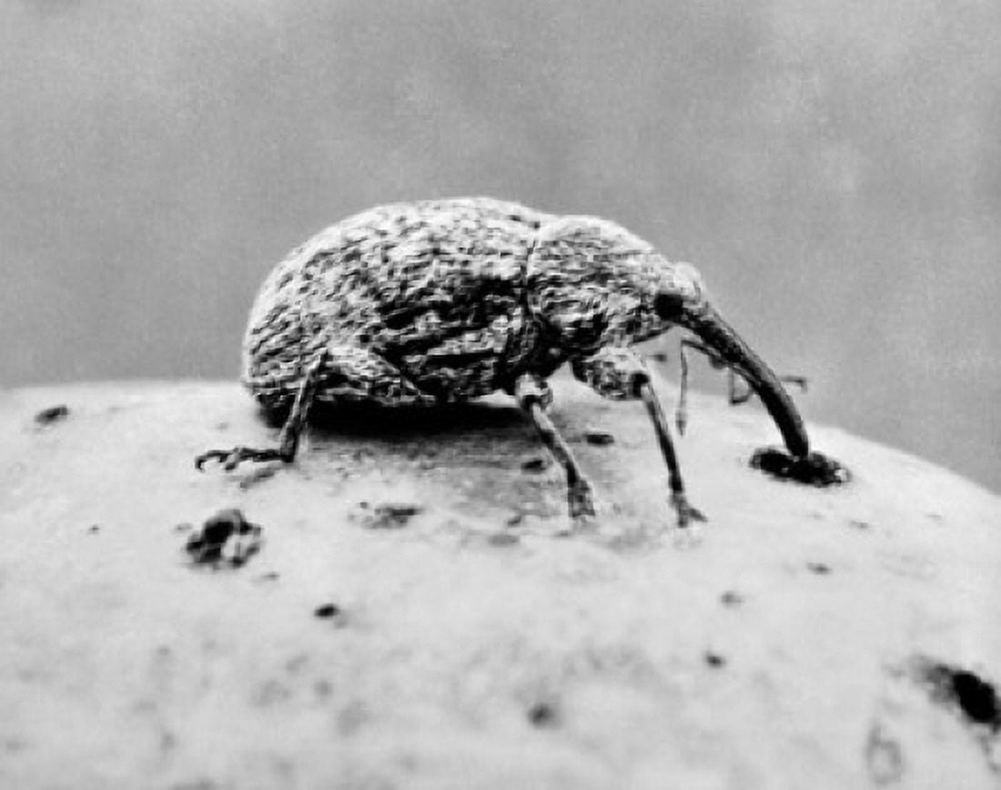 Close-up of a boll weevil (Anthonomus grandis) Canvas Art - (24 x 36)
