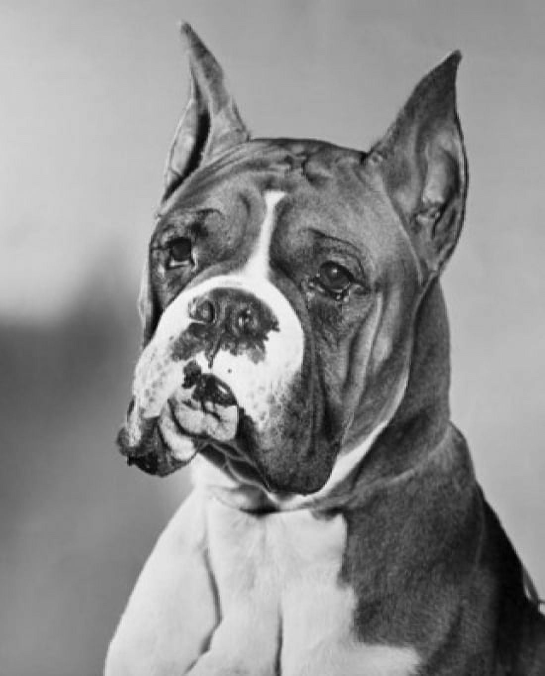 Close-up of a boxer Canvas Art -  (24 x 36)