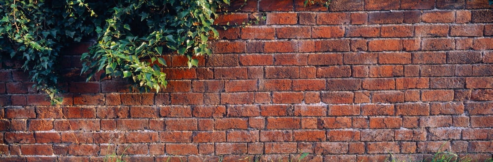 Close-up of a brick wall with ivy England Canvas Art - Panoramic Images (27 x 9)