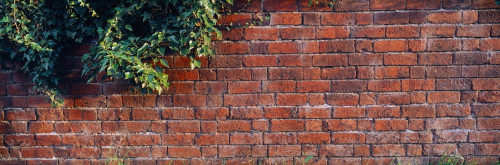 Close-up of a brick wall with ivy England Canvas Art - Panoramic Images (36 x 12)
