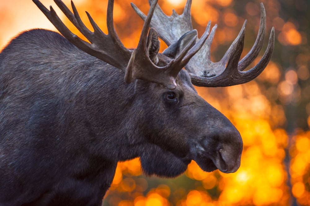 Close up of a bull moose in rut in late evening Kincaid Park Anchorage Alaska autumn Canvas Art - Michael Jones Design Pics (19 x 12)