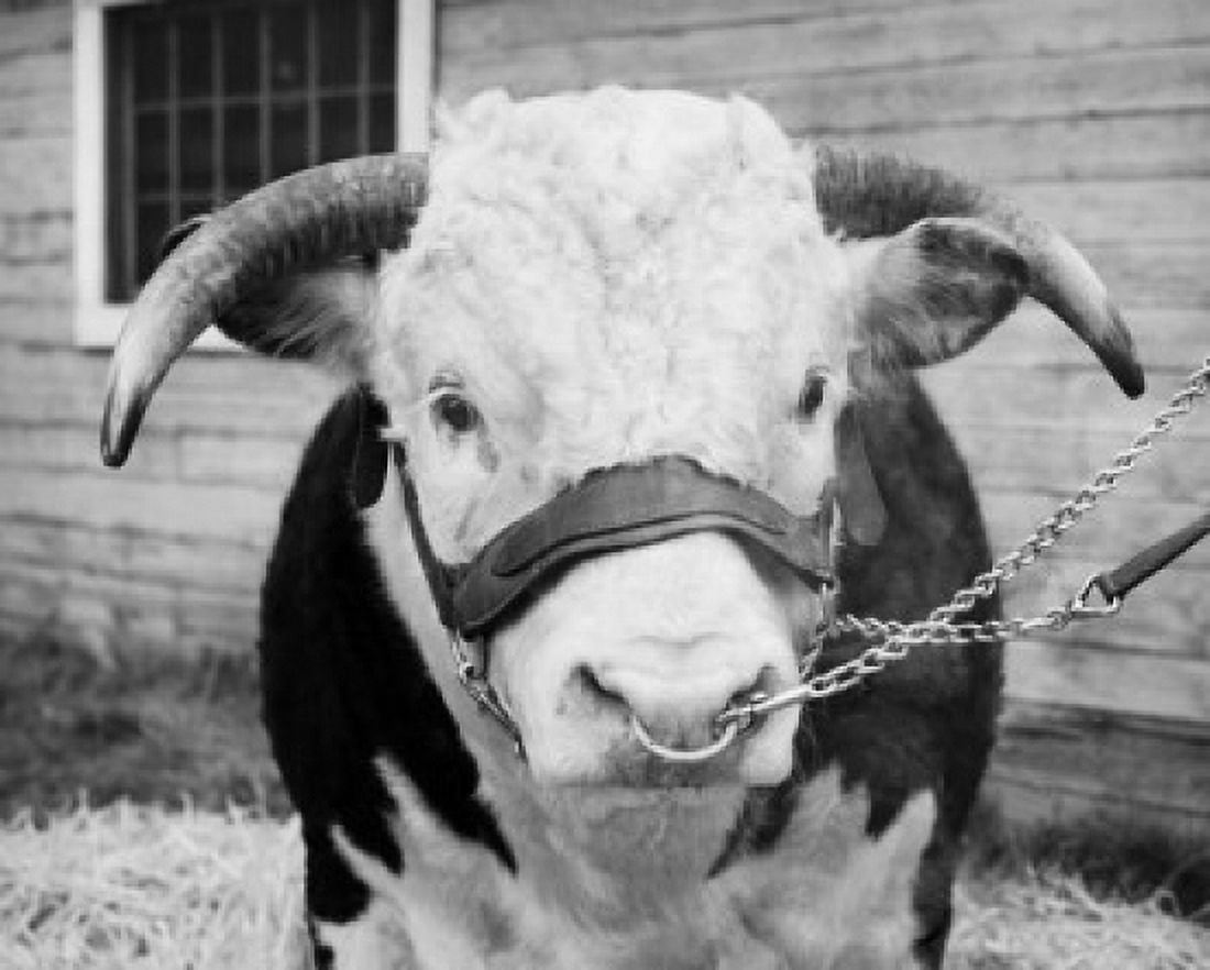 Close-up of a bull with chains Canvas Art -  (18 x 24)