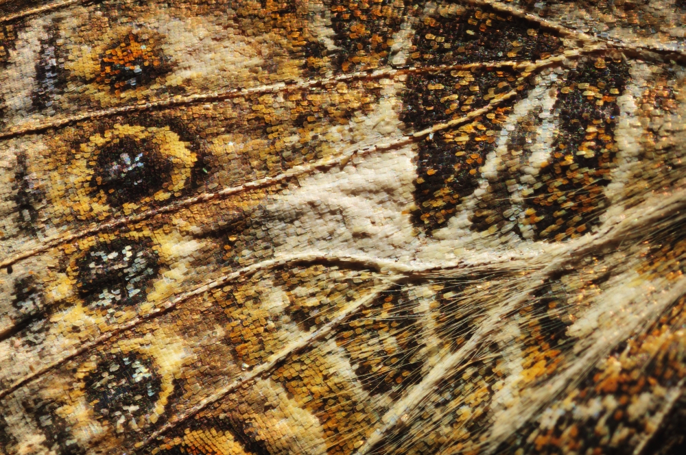 Close up of a butterfly wing st albert alberta canada Canvas Art - Corey Hochachka Design Pics (19 x 12)