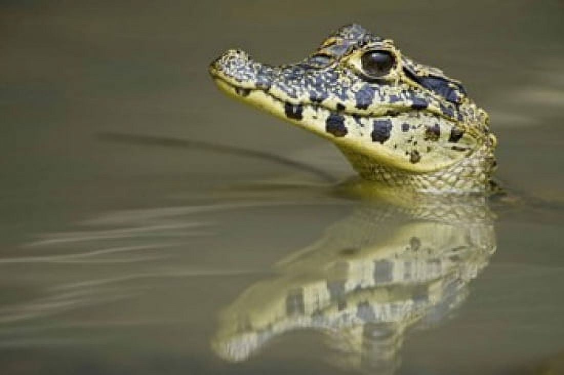 Close-up of a caiman in lake Pantanal Wetlands Brazil Canvas Art - Panoramic Images (16 x 11)