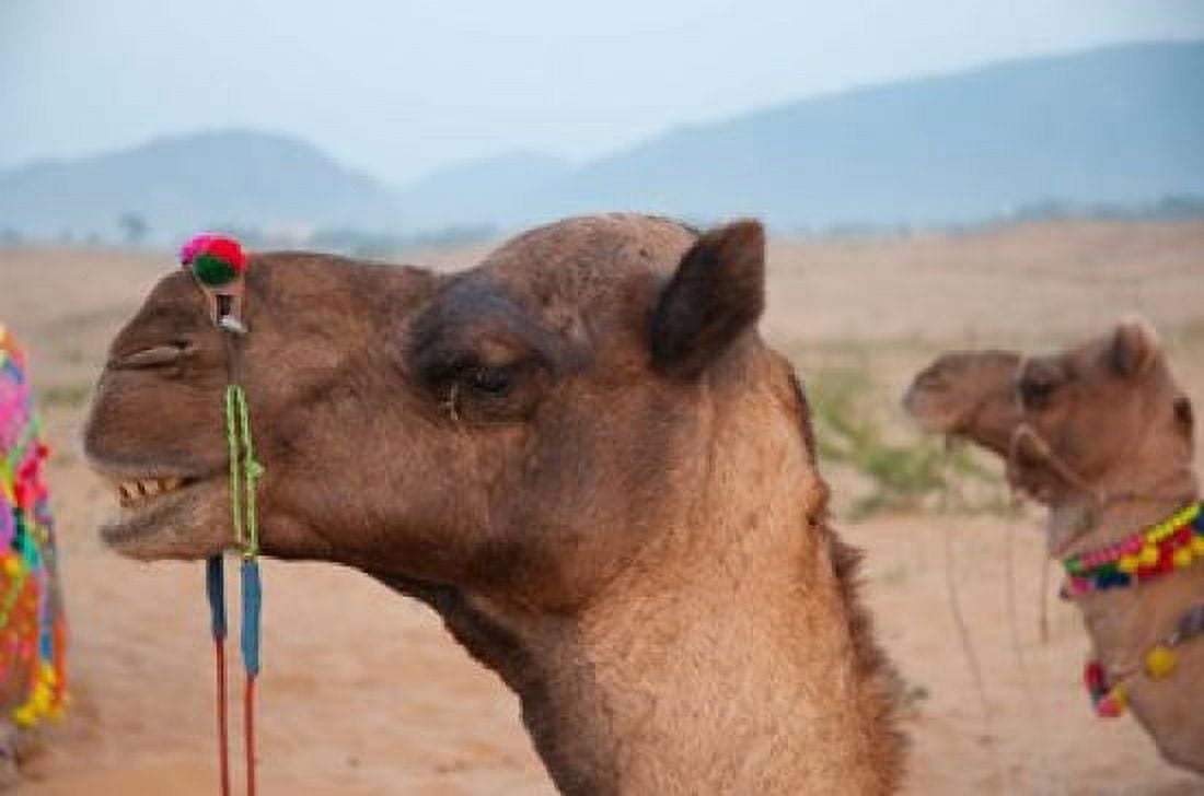 Close-up of a camel Pushkar Rajasthan India Canvas Art - Inger Hogstrom DanitaDelimont (22 x 15)