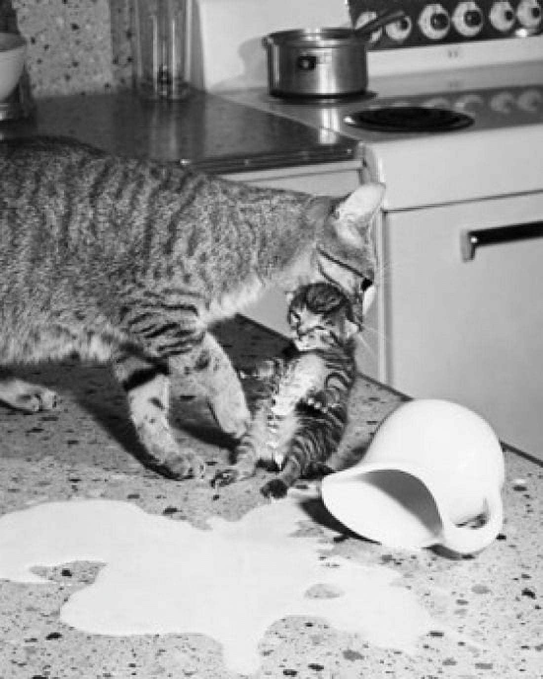 Close-up of a cat holding its kitten in its mouth near spilled milk in a kitchen Canvas Art - (18 x 24)