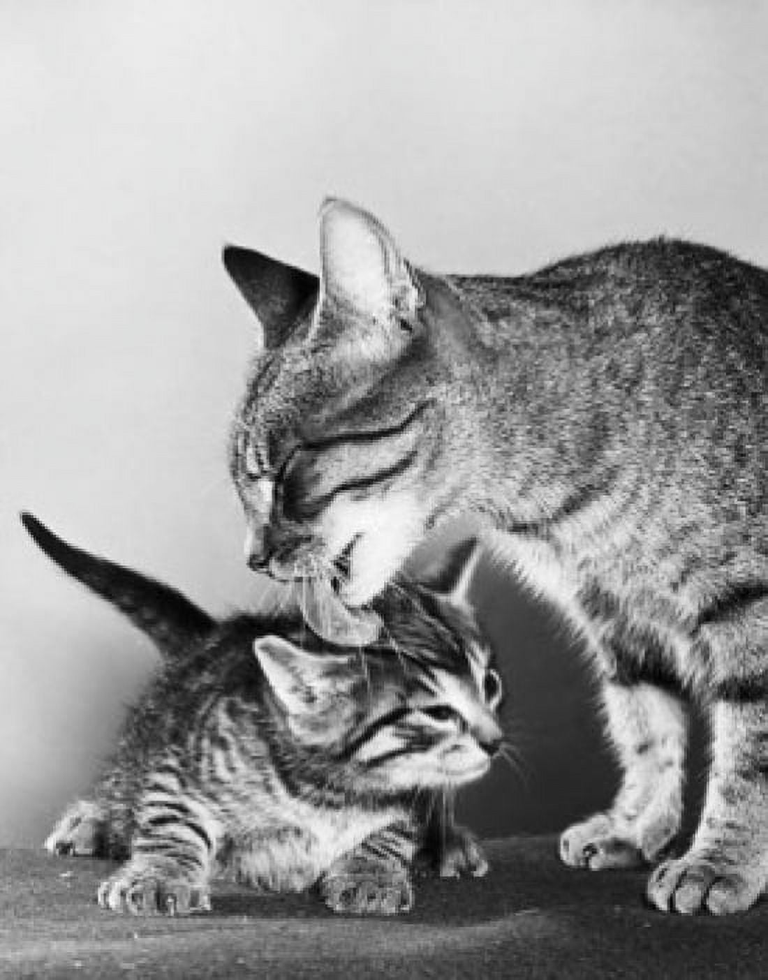 Close-up of a cat licking its kitten Canvas Art - (24 x 36)