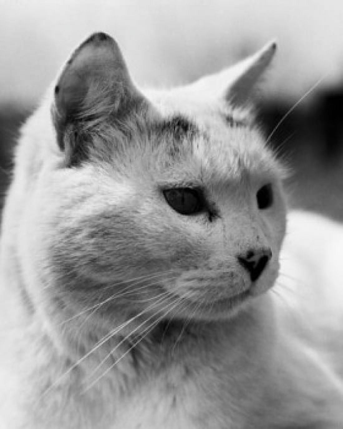 Close-up of a cat looking sideways Canvas Art - (18 x 24)