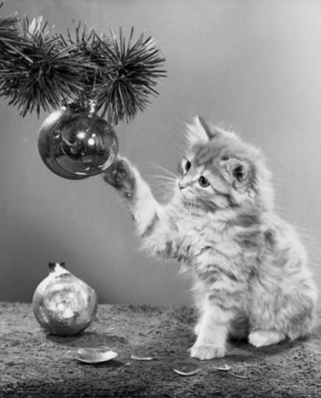 Close-up of a cat playing with a Christmas ornament on a Christmas tree Canvas Art - (24 x 36)
