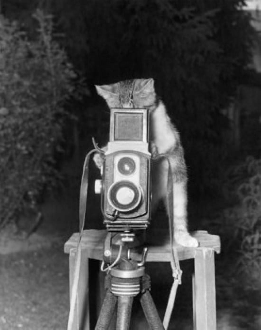 Close-up of a cat taking a photograph with a camera Canvas Art - (24 x 36)