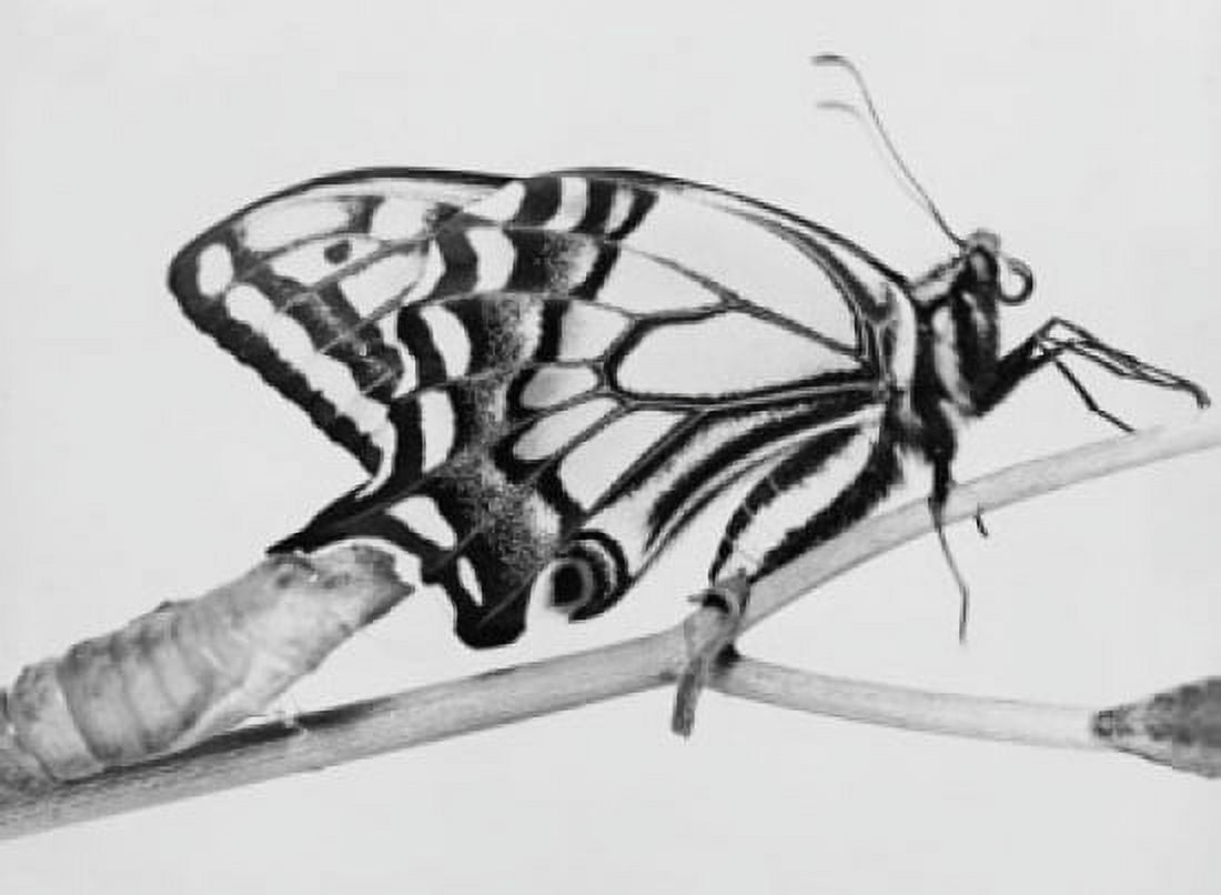 Close-up of a caterpillar and a Viceroy Butterfly (Limenitis archippus) on a branch Canvas Art - (18 x 24)