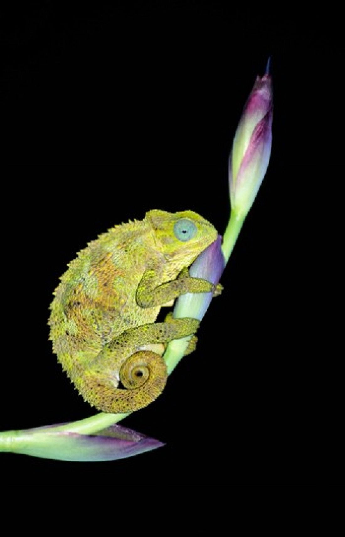 Close-up of a chameleon sitting on a flower Tanzania Canvas Art - Panoramic Images (16 x 24)