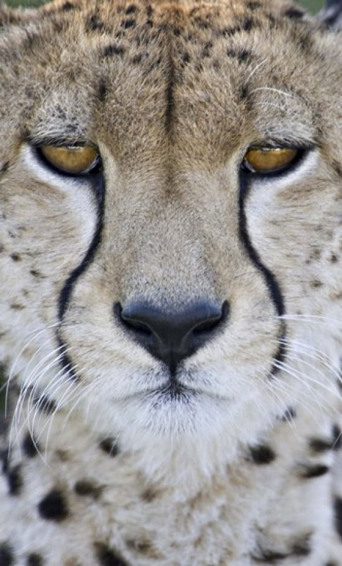 Close-up of a cheetah (Acinonyx jubatus) Tanzania Canvas Art - Panoramic Images (40 x 24)