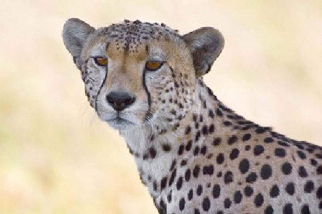 Close-up of a cheetah Ngorongoro Conservation Area Arusha Region Tanzania (Acinonyx jubatus) Canvas Art - Panoramic Images (16 x 11)