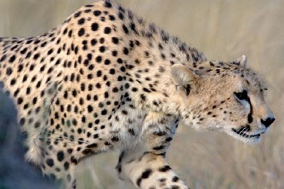 Close-up of a cheetah Ngorongoro Conservation Area Arusha Region Tanzania (Acinonyx jubatus) Canvas Art - Panoramic Images (36 x 24)