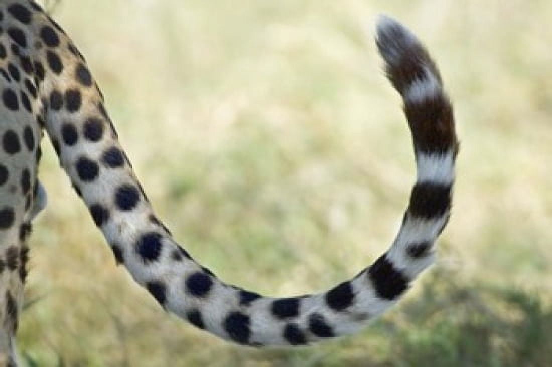Close-up of a cheetahs tail Ngorongoro Conservation Area Arusha Region Tanzania (Acinonyx jubatus) Canvas Art - Panoramic Images (16 x 11)