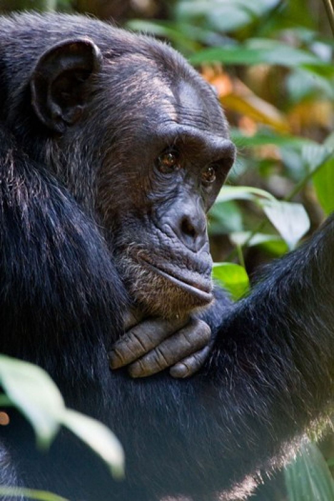Close-up of a chimpanzee (Pan troglodytes) Kibale National Park Uganda Canvas Art - Panoramic Images (24 x 36)