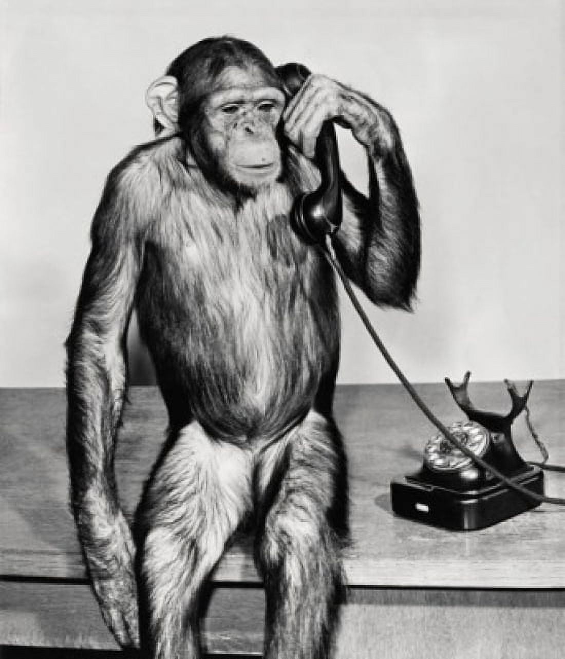 Close-up of a chimpanzee holding a telephone receiver Canvas Art - (18 x 24)