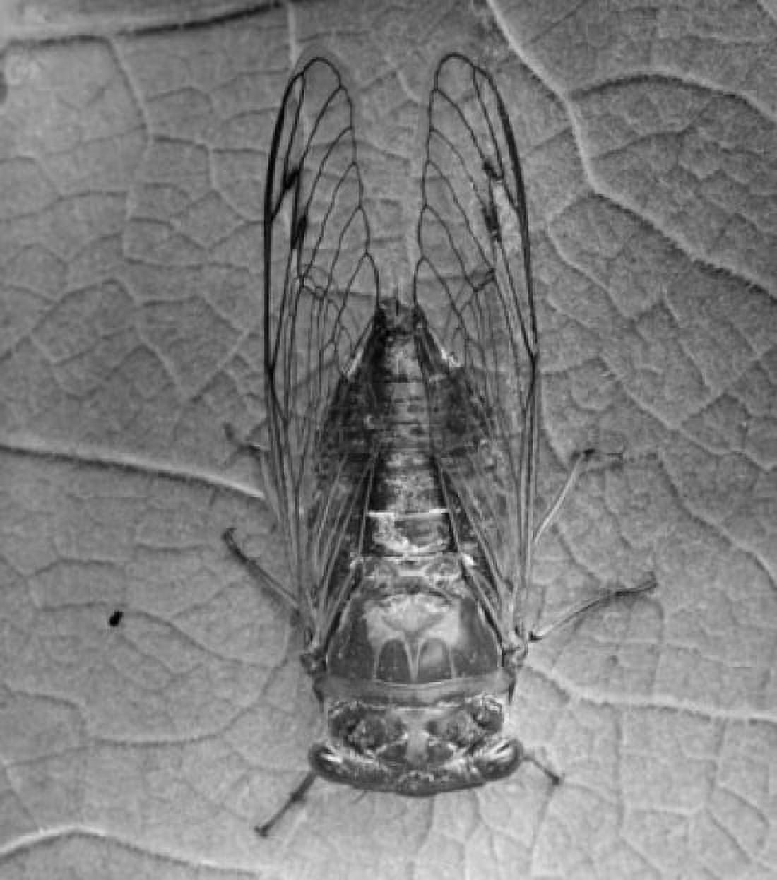 Close-up of a cicada on a leaf (Salvazana mirabilis) Canvas Art - (24 x 36)
