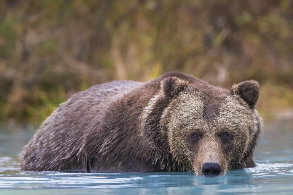 Close up of a coastal Brown Bear (Ursus Arctos) wading in water Southcentral Alaska Autumn Canvas Art - Rob Daugherty Design Pics (19 x 12)