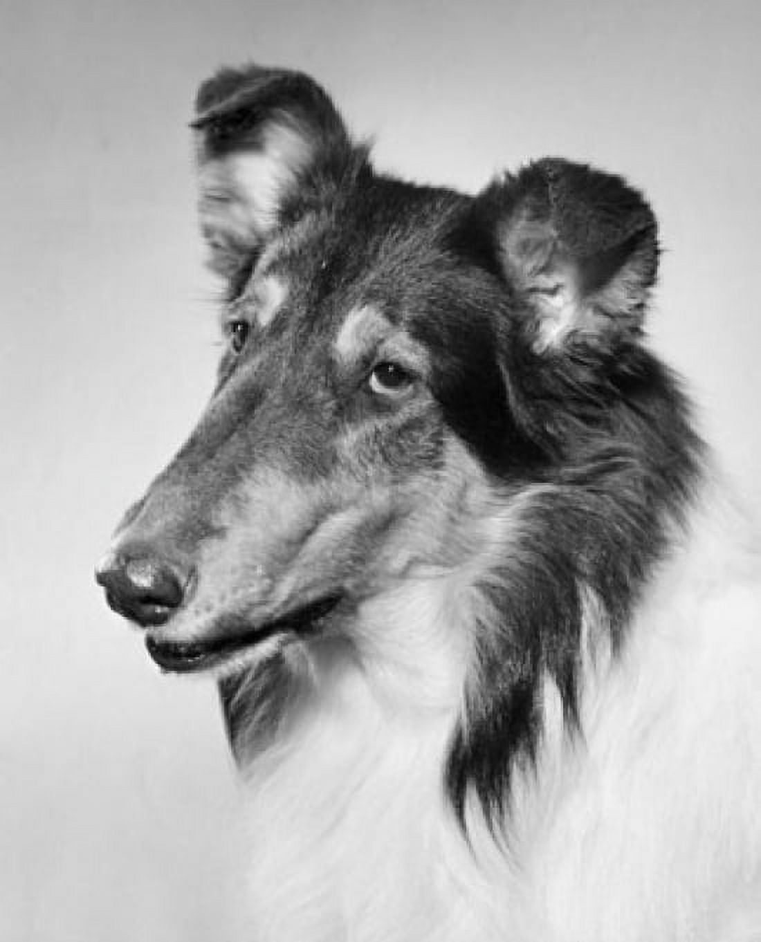 Close-up of a collie Canvas Art - (18 x 24)