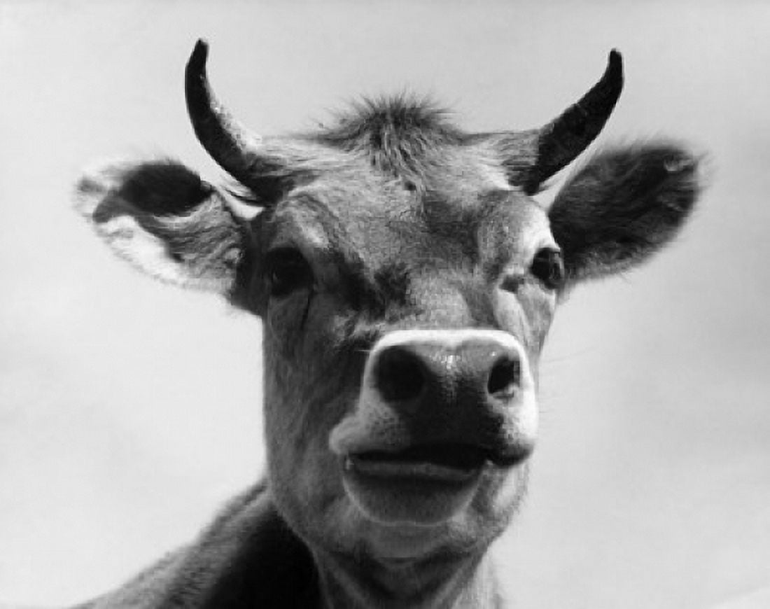 Close-up of a cow Canvas Art - (18 x 24)