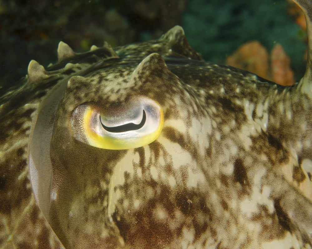 Close-up of a cuttlefish eye Manado Indonesia Canvas Art - Brent BarnesStocktrek Images (32 x 26)