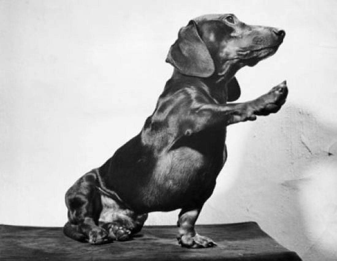 Close-up of a dachshund reaching out with its paw Canvas Art - (24 x 36)