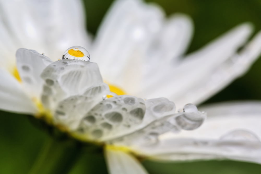 Close up of a daisy with a water droplet reflecting the flower Canvas Art - Marion Owen Design Pics (38 x 24)