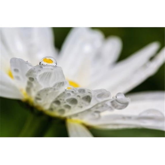 Close up of a daisy with a water droplet reflecting the flower Poster Print