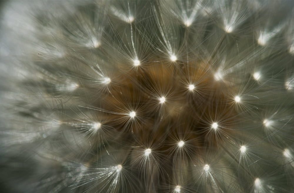 Close up of a dandelion seed head Astoria Oregon United States of America Canvas Art - Robert L Potts  Design Pics (38 x 24)