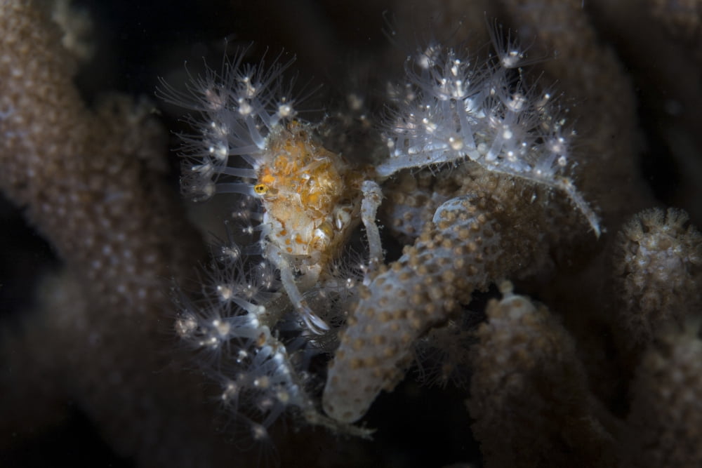 Close-up of a decorator crab covered in living polyps Canvas Art - Ethan DanielsStocktrek Images (17 x 12)