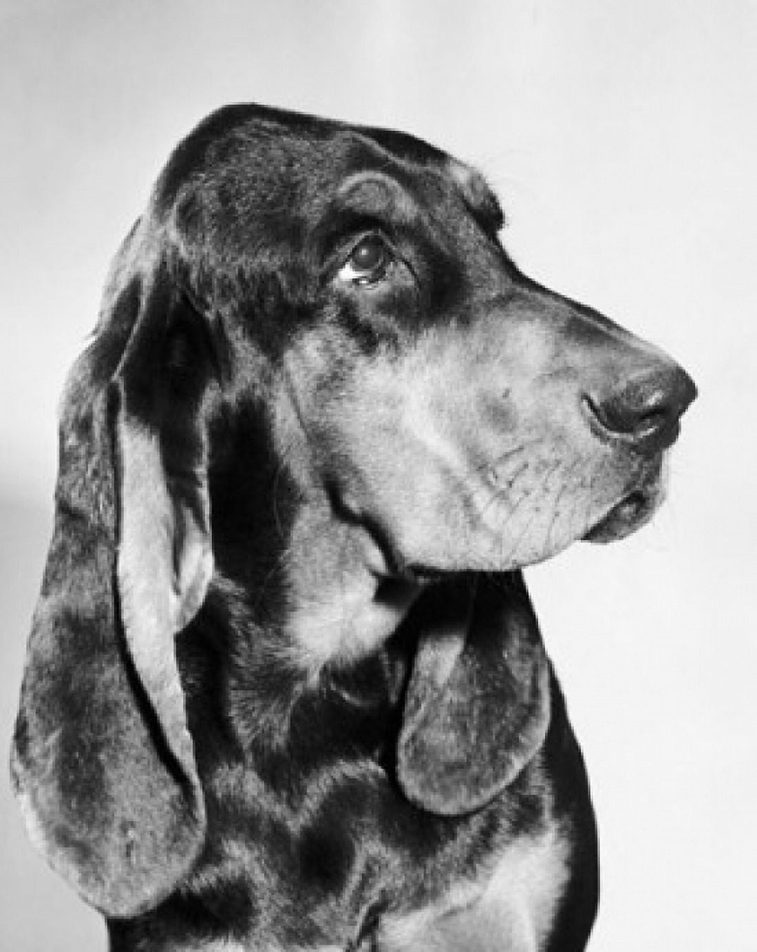 Close-up of a dog Canvas Art - (18 x 24)