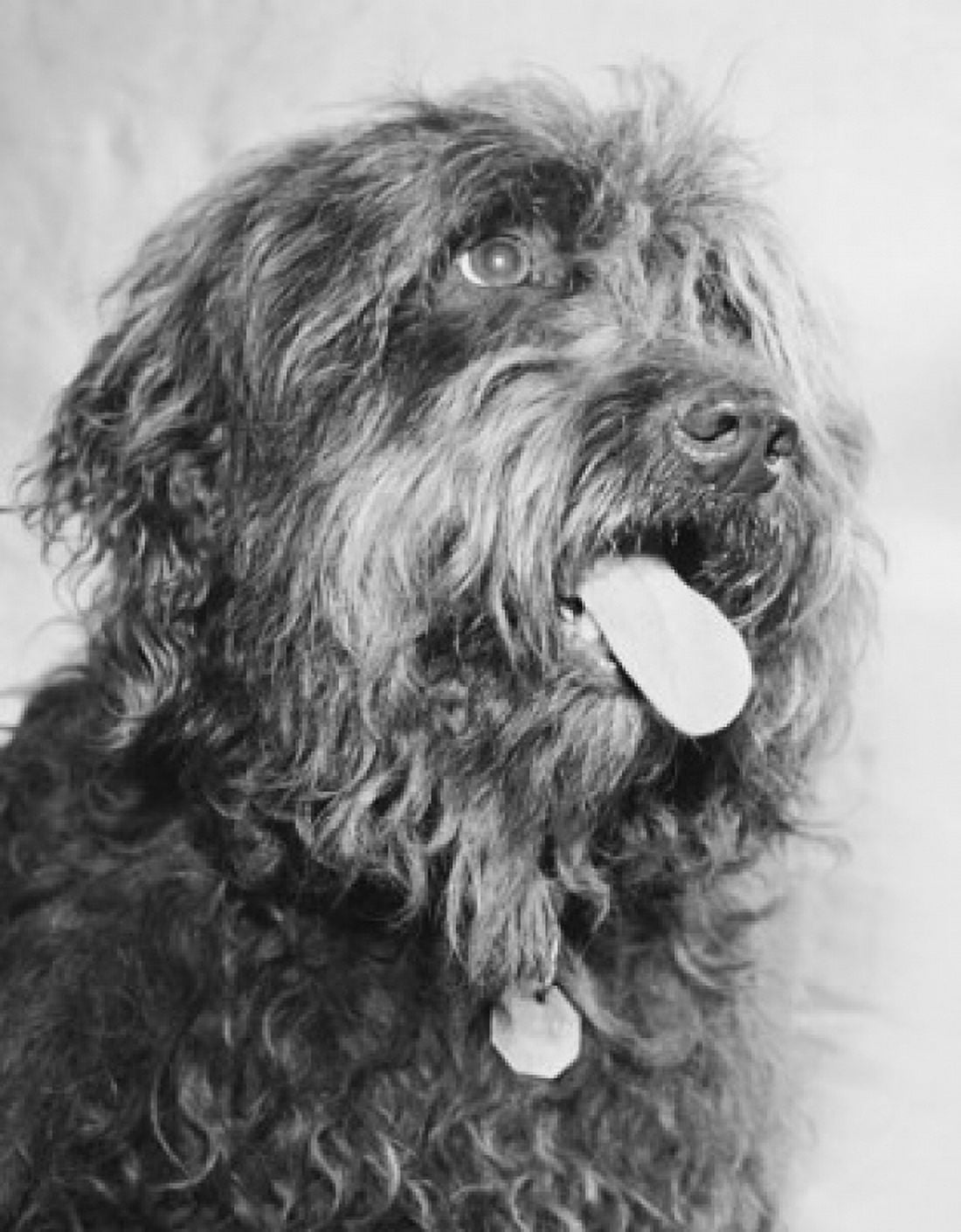 Close-up of a dog with its tongue out Canvas Art - (18 x 24)