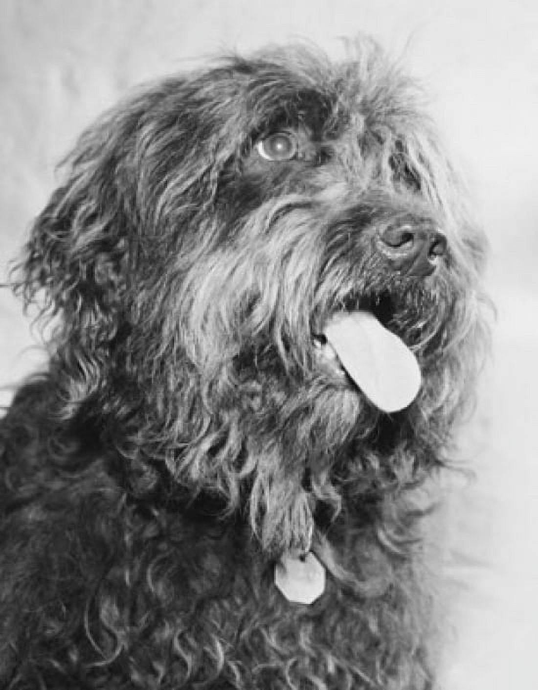 Close-up of a dog with its tongue out Canvas Art - (24 x 36)