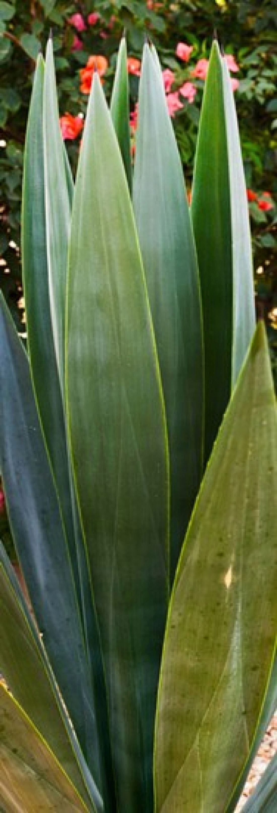 Close-up of a domestic Agave plant Baja California Mexico Canvas Art - Panoramic Images (36 x 13)