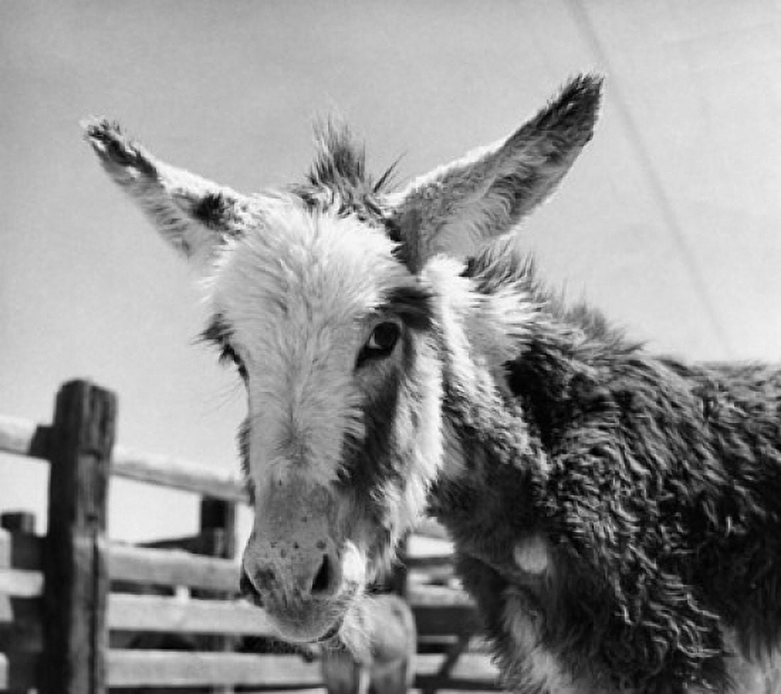 Close-up of a donkey (Equus asinus) Canvas Art - (24 x 36)