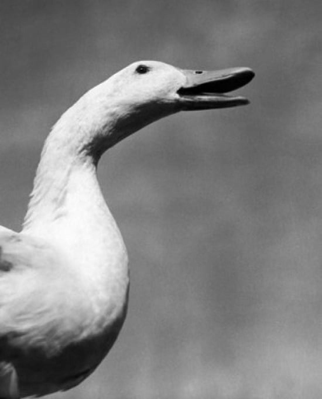 Close-up of a duck Canvas Art - (18 x 24)