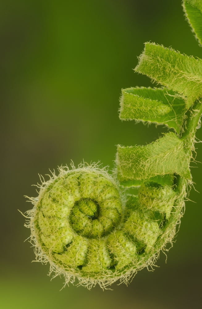 Close up of a fern opening a new leaf in springtimeOhio united states of america Canvas Art - Tom Patrick Design Pics (24 x 38)