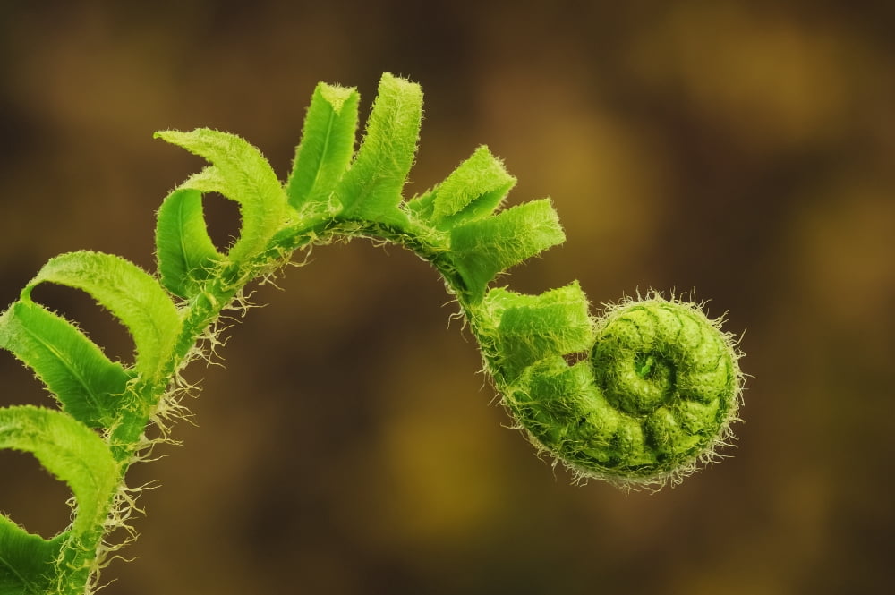 Close up of a fern opening a new leaf in springtimeOhio united states of america Canvas Art - Tom Patrick Design Pics (38 x 24)