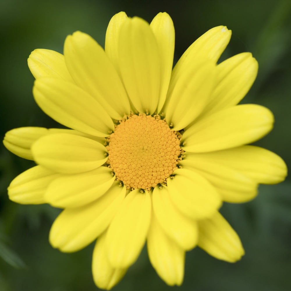 Close up of a flower with bright yellow petals and centre Ontario Canada Canvas Art - Keith Levit Design Pics (15 x 15)