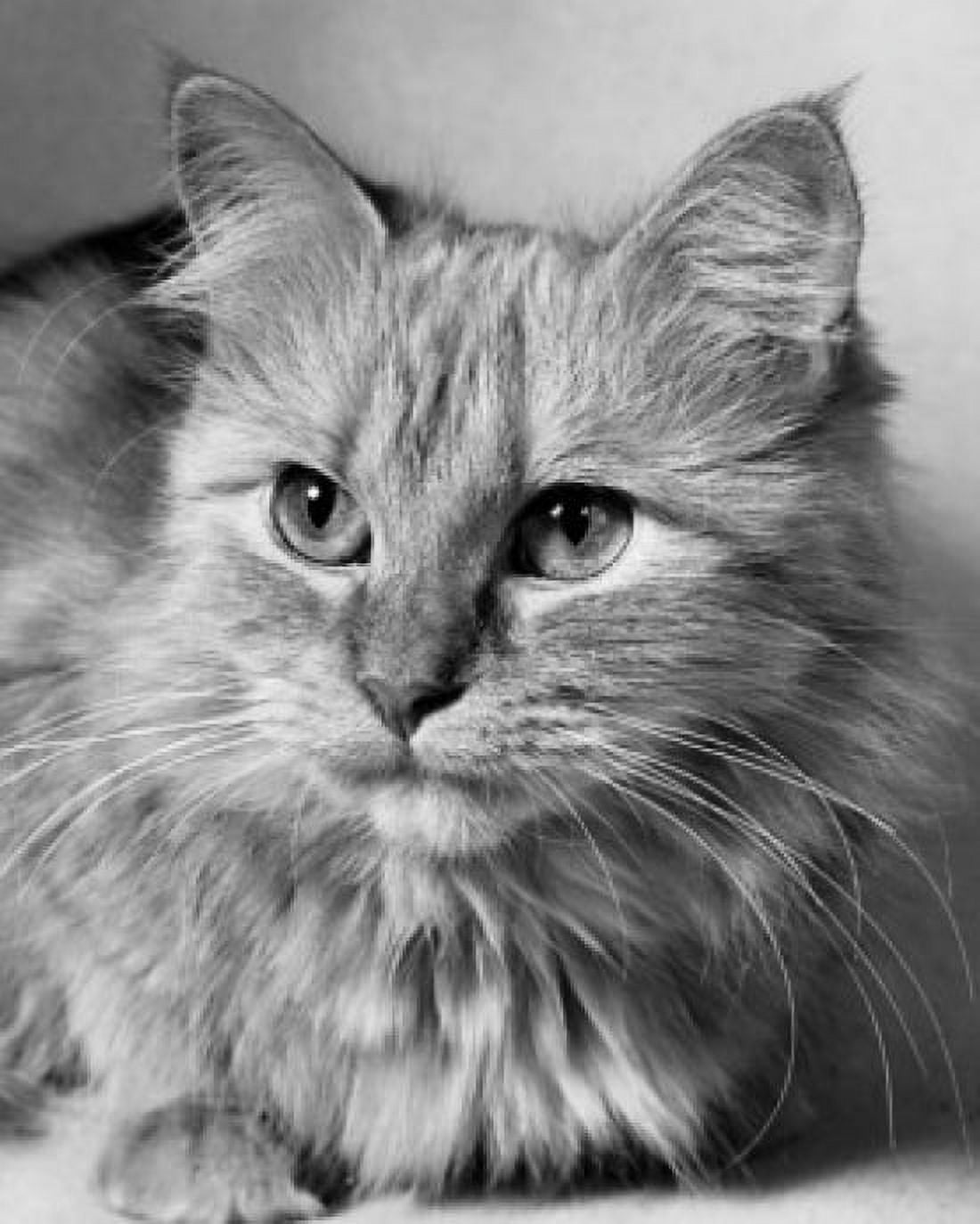 Close-up of a fluffy cat Canvas Art - (24 x 36)