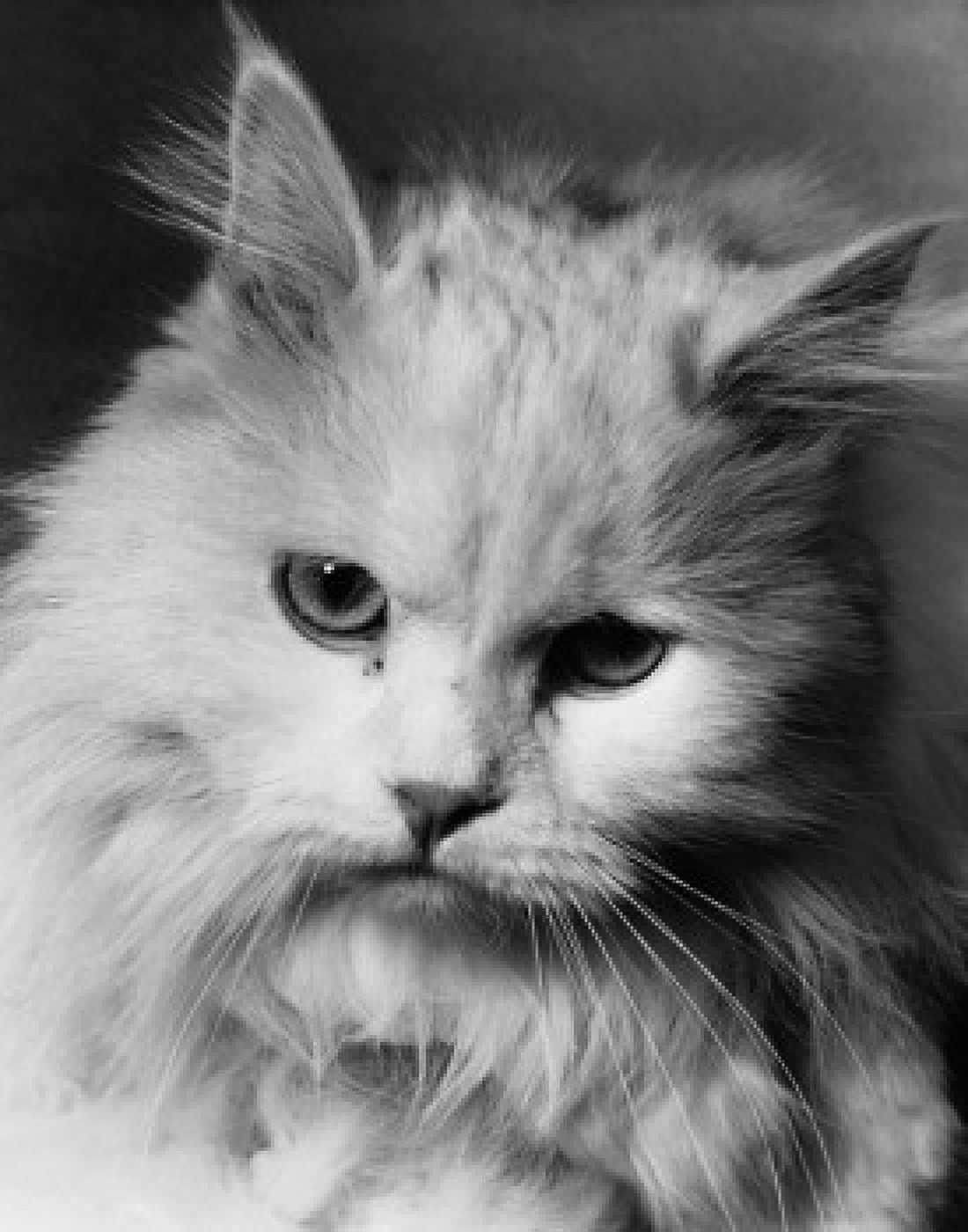 Close-up of a fluffy cat Canvas Art - (24 x 36)
