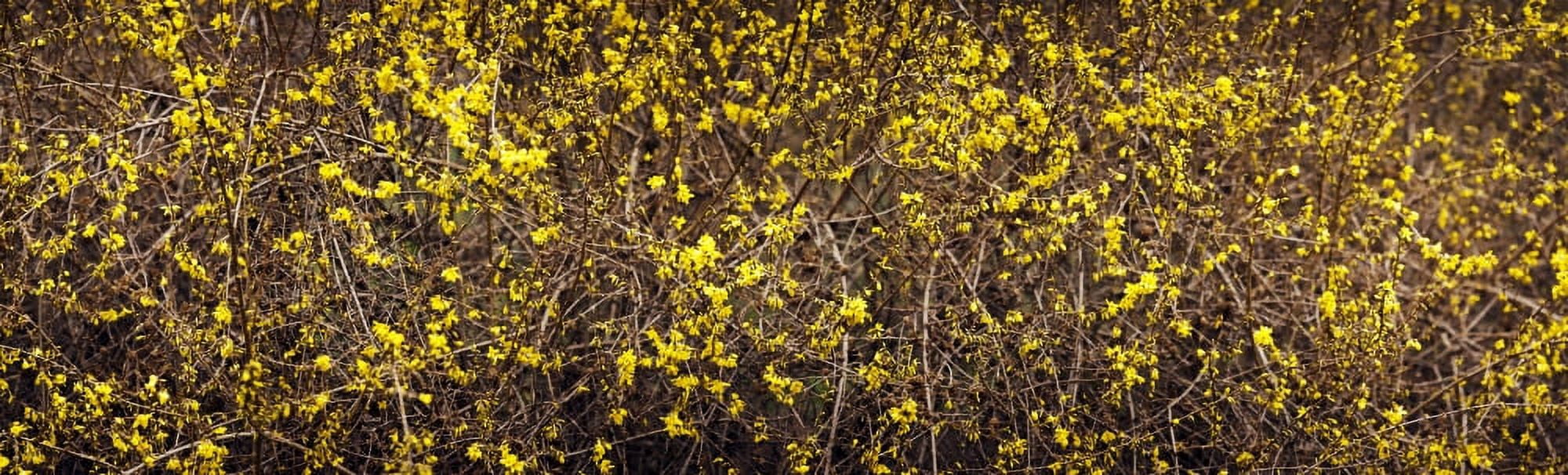 Close-up of a forsythia flowers North Carolina USA Canvas Art - Panoramic Images (27 x 9)