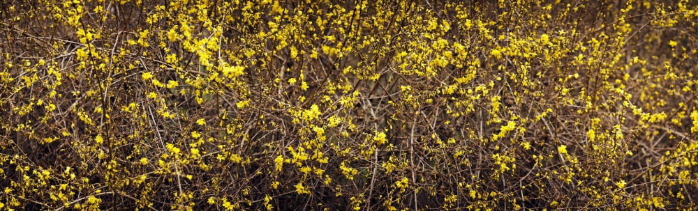 Close-up of a forsythia flowers North Carolina USA Canvas Art - Panoramic Images (36 x 12)