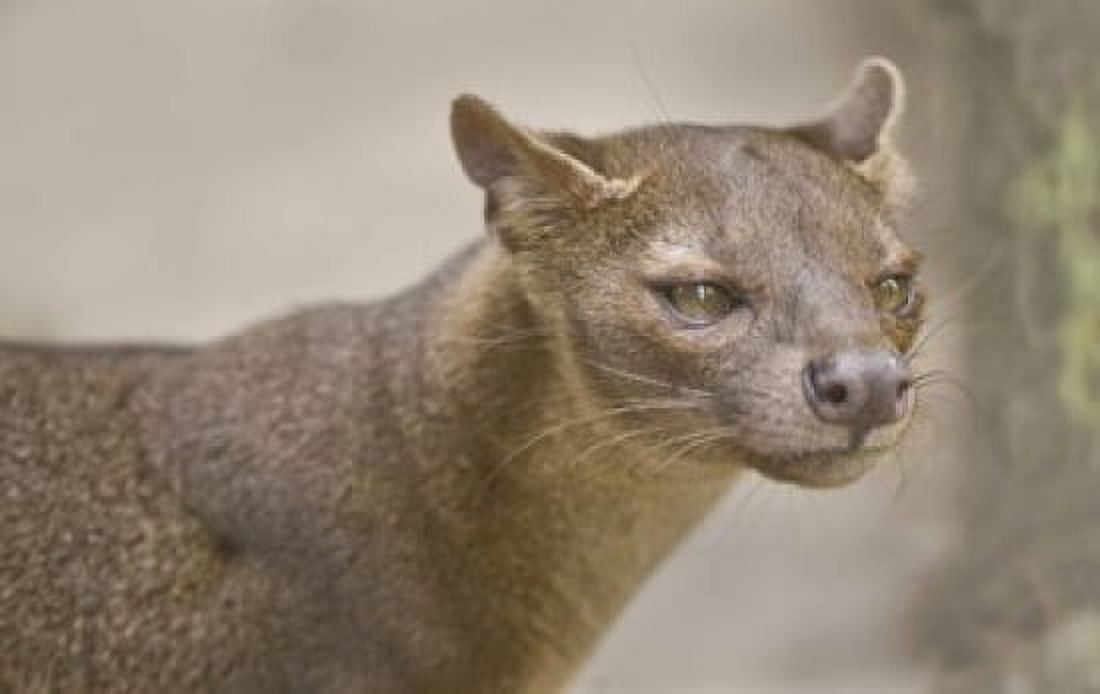 Close-up of a fossa (Cryptoprocta ferox) Madagascar Canvas Art - Panoramic Images (16 x 11)