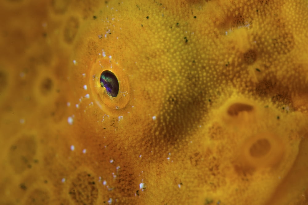 Close-up of a giant frogfish Canvas Art - Ethan DanielsStocktrek Images (34 x 23)