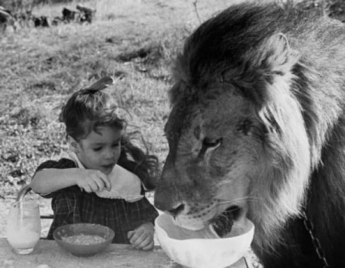 Close-up of a girl and a lion having breakfast together (Panthera leo) Canvas Art - (18 x 24)