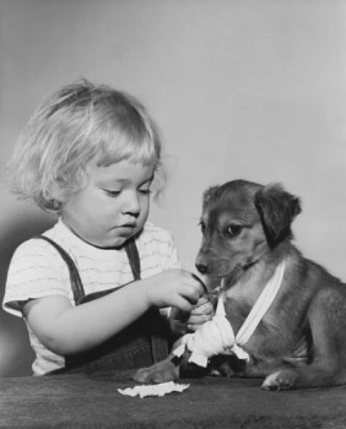 Close-up of a girl putting a cast on a puppys leg Canvas Art - (24 x 36)